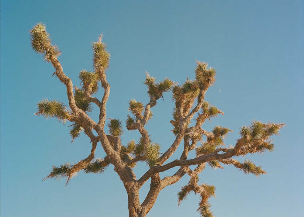 Joshua Tree Moon III | Canvas