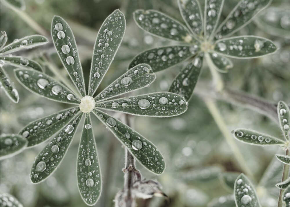 Blue Lupine #2 | Poster