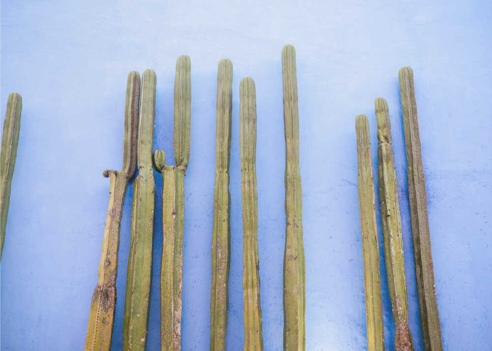 Tall Cacti on Blue | Oaxaca Mexico Travel | Poster