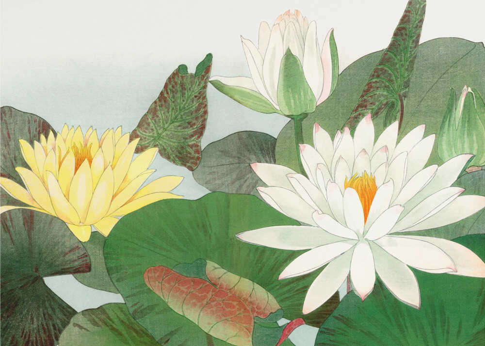 Nymphaea Lotus No.2 | Poster