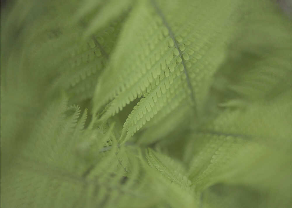 Forest Fern | Poster