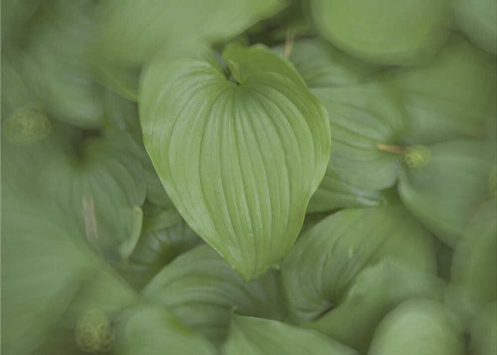 Nature paisible | Affiche