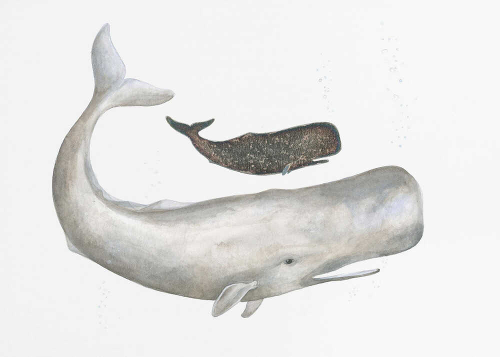 Sanfte Meeresriesen | Leinwand