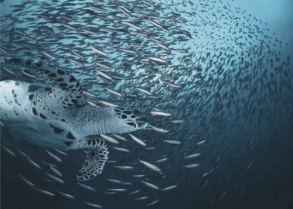 Bend | Fond d'écran