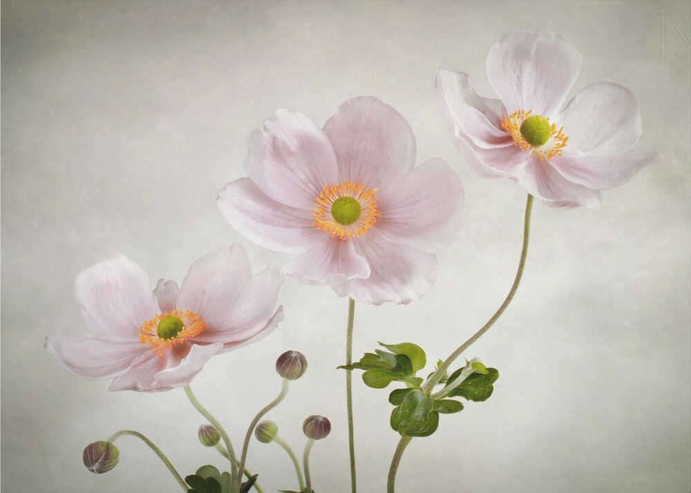 Anemonen | Hintergrundbild