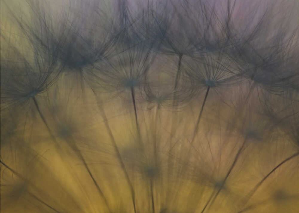 Ein Hauch von Frühling | Leinwand