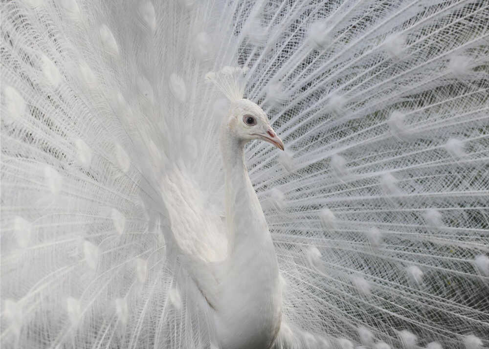 Weiß wie Schnee | Hintergrundbild