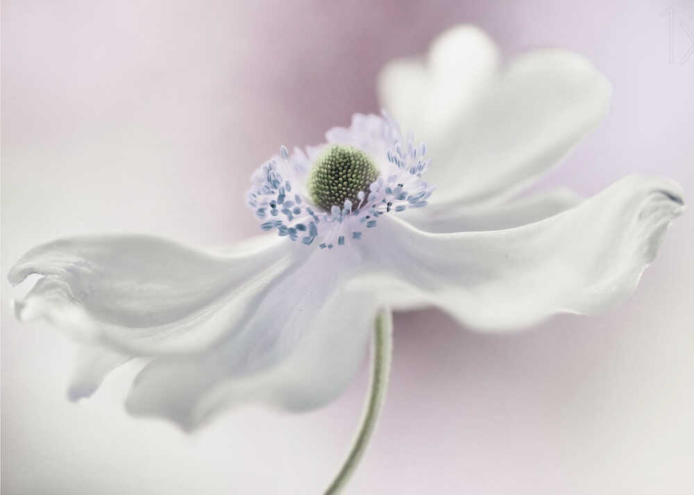 Anemonenbrise | Hintergrundbild