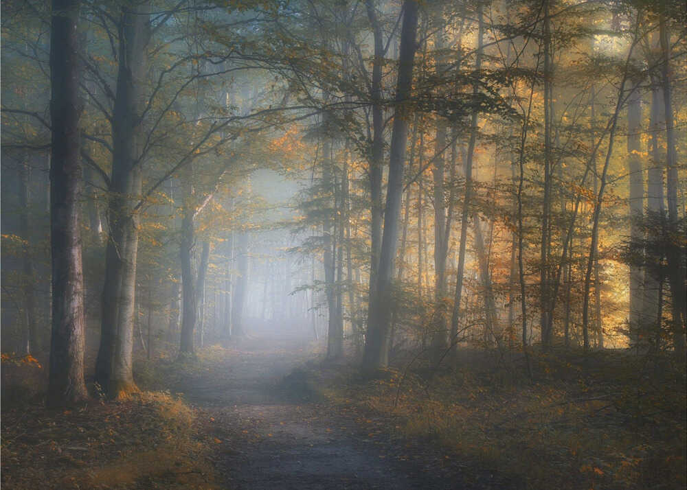 Herbstsymphonie | Hintergrundbild