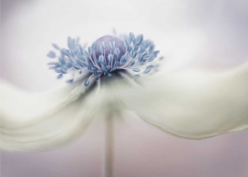 Anemone | Hintergrundbild