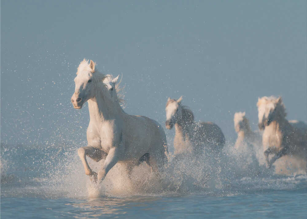Engel der Camargue | Hintergrundbild