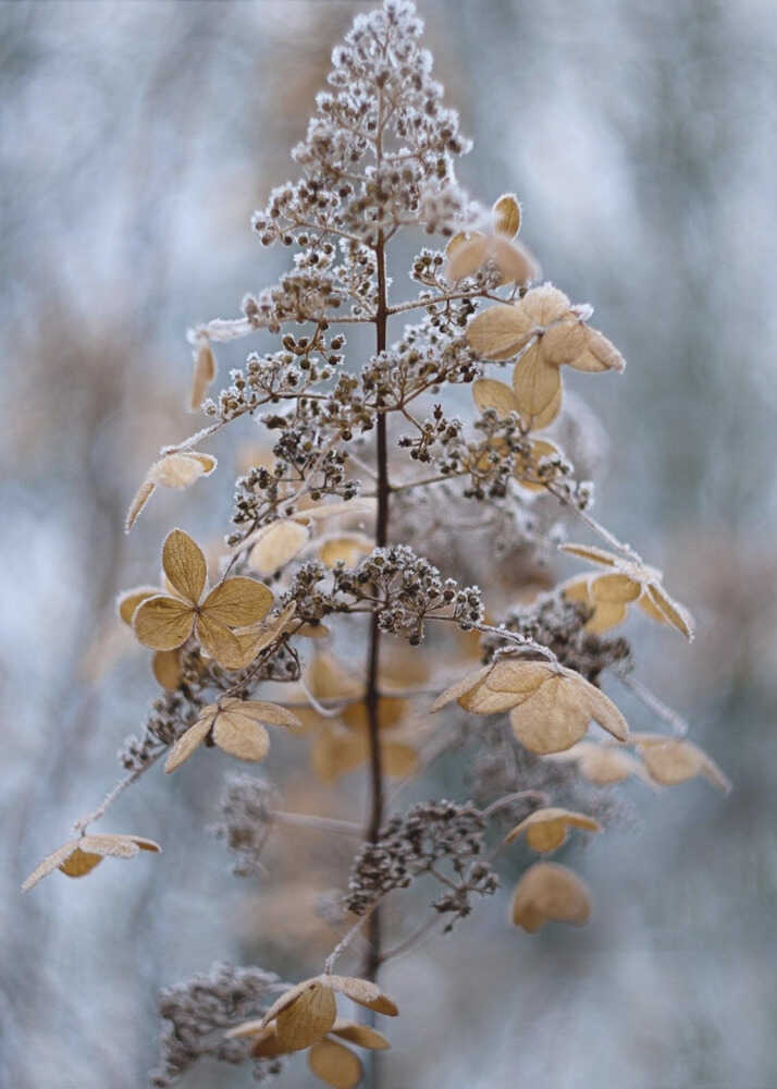 Winterspitze | Canvas