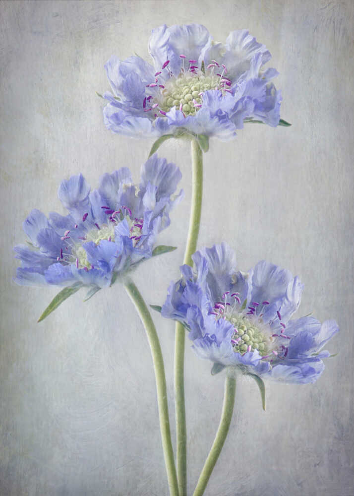 Scabiosa | Poster