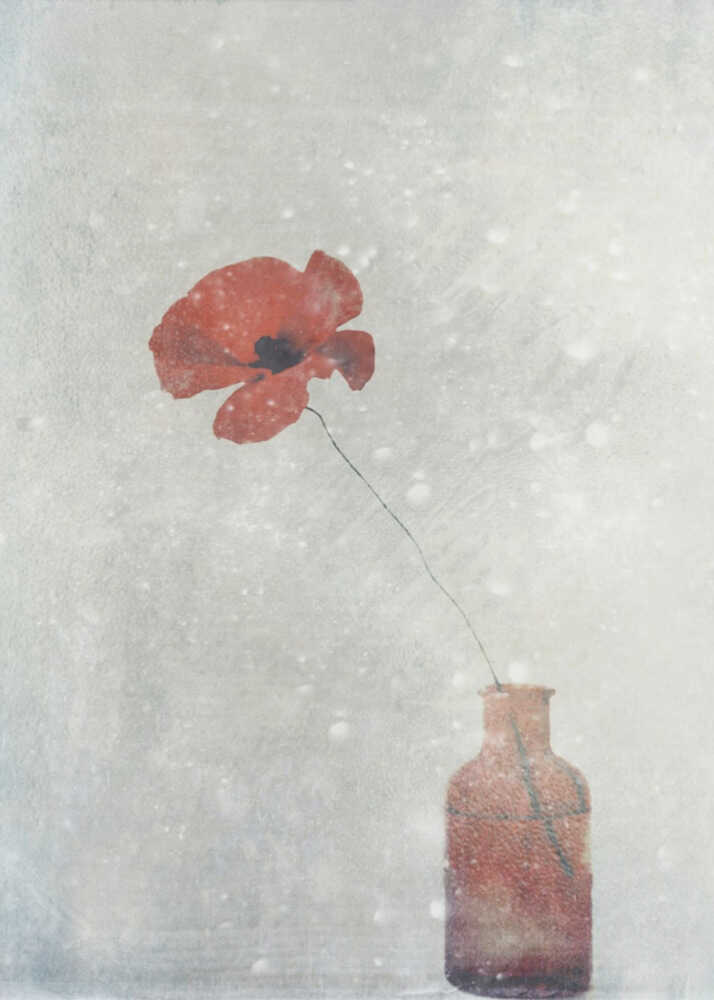 Winter Poppy | Poster