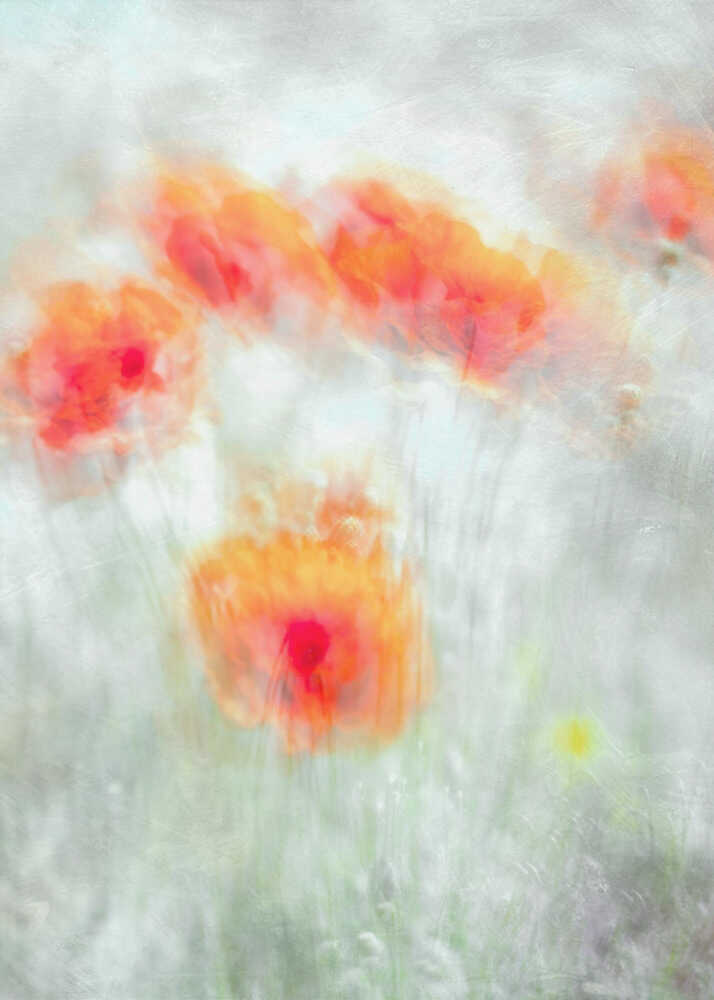 Fleurs de bleuet rouges | Affiche