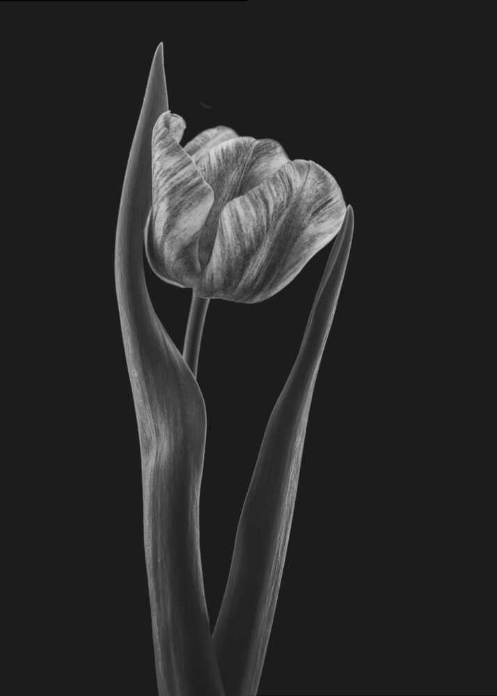 Rembrandt-Tulpe | Leinwand