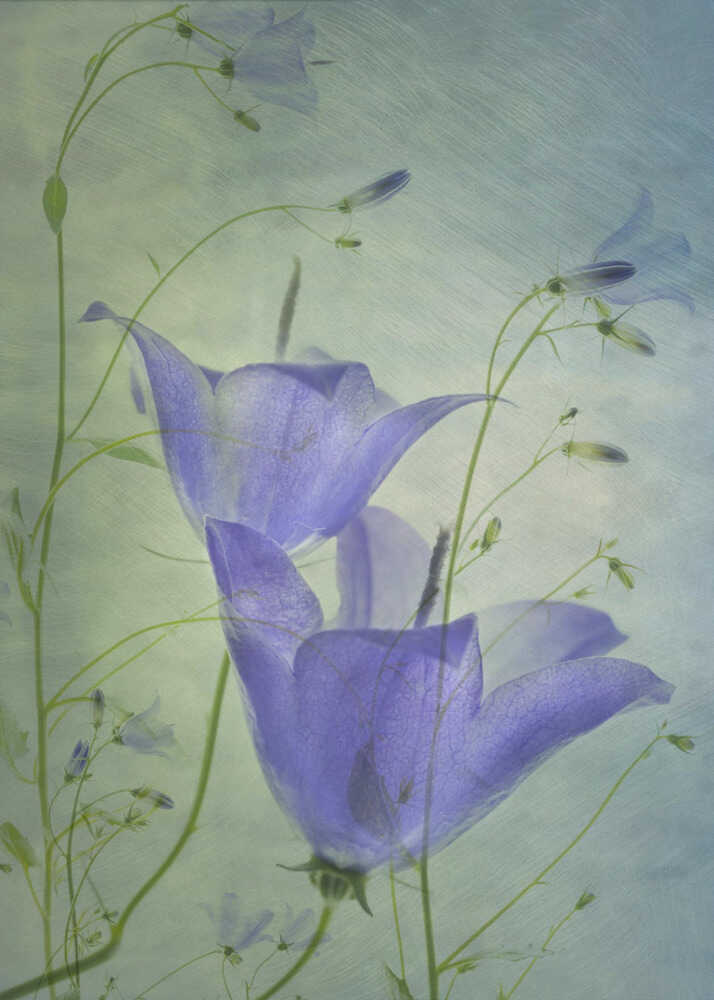 Blumenmuster | Leinwand