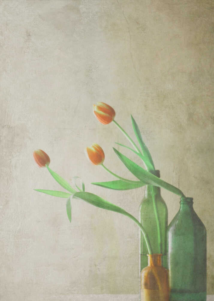 Drei Tulpen | Leinwand