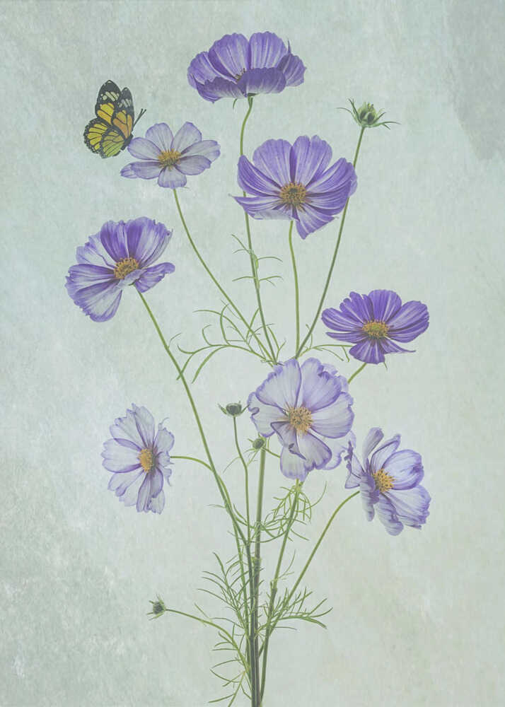 Fleurs de cosmos élégantes | Affiche