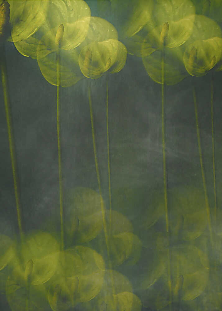 Grüne Blätter | Leinwand