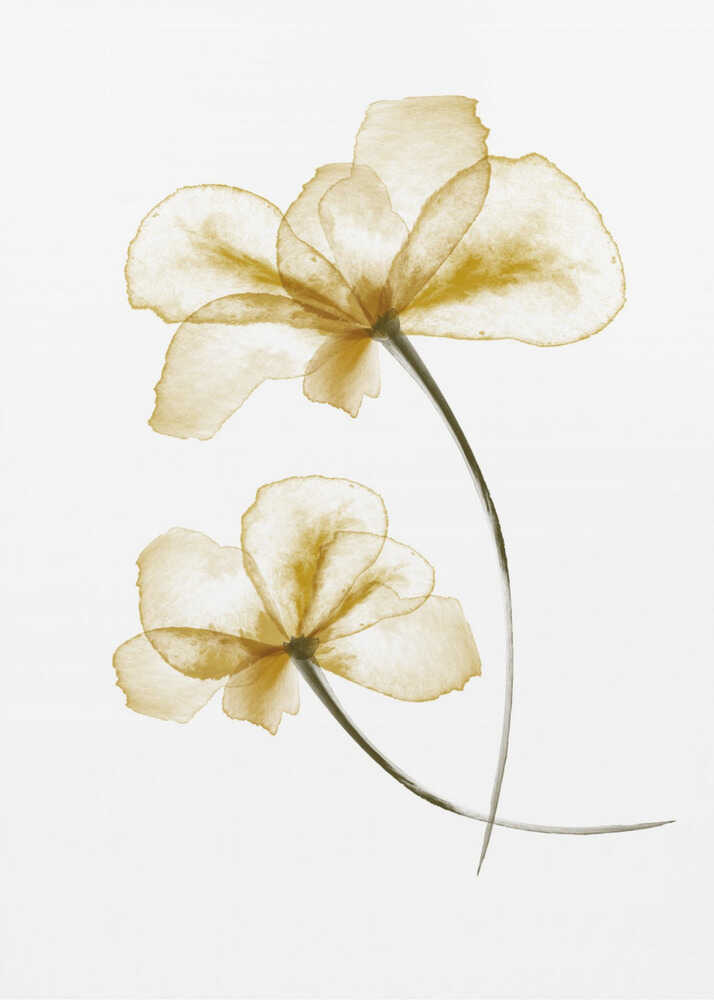 Pressed Flowers | Poster