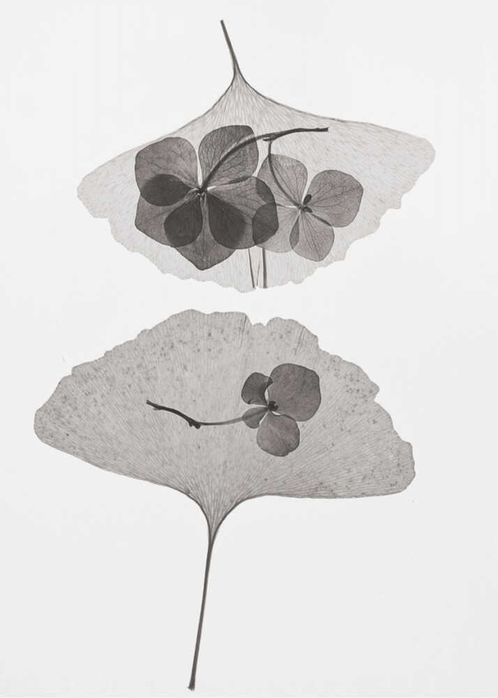 Botanik Nr. 35 | Leinwand