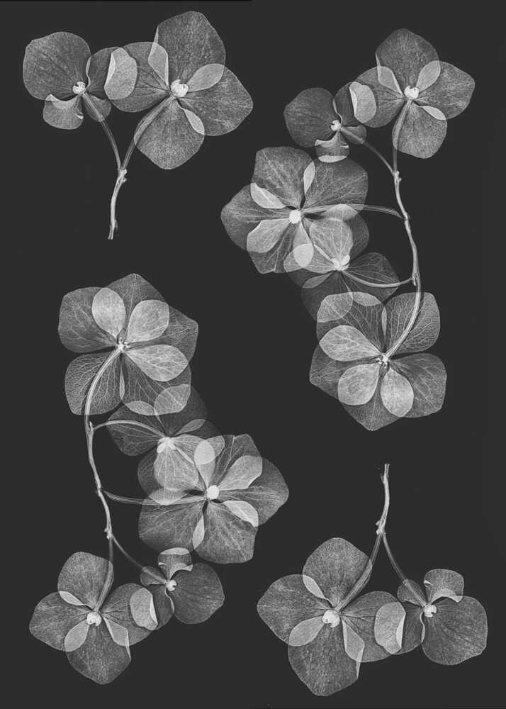 Botanik Nr. 46 | Leinwand