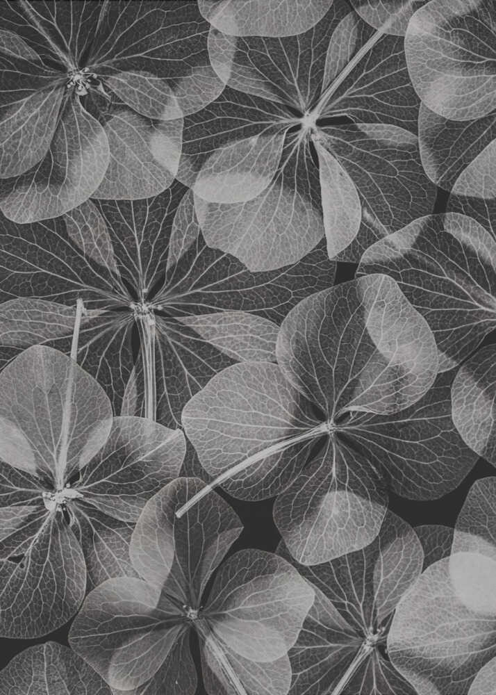 Botanik Nr. 48 | Leinwand