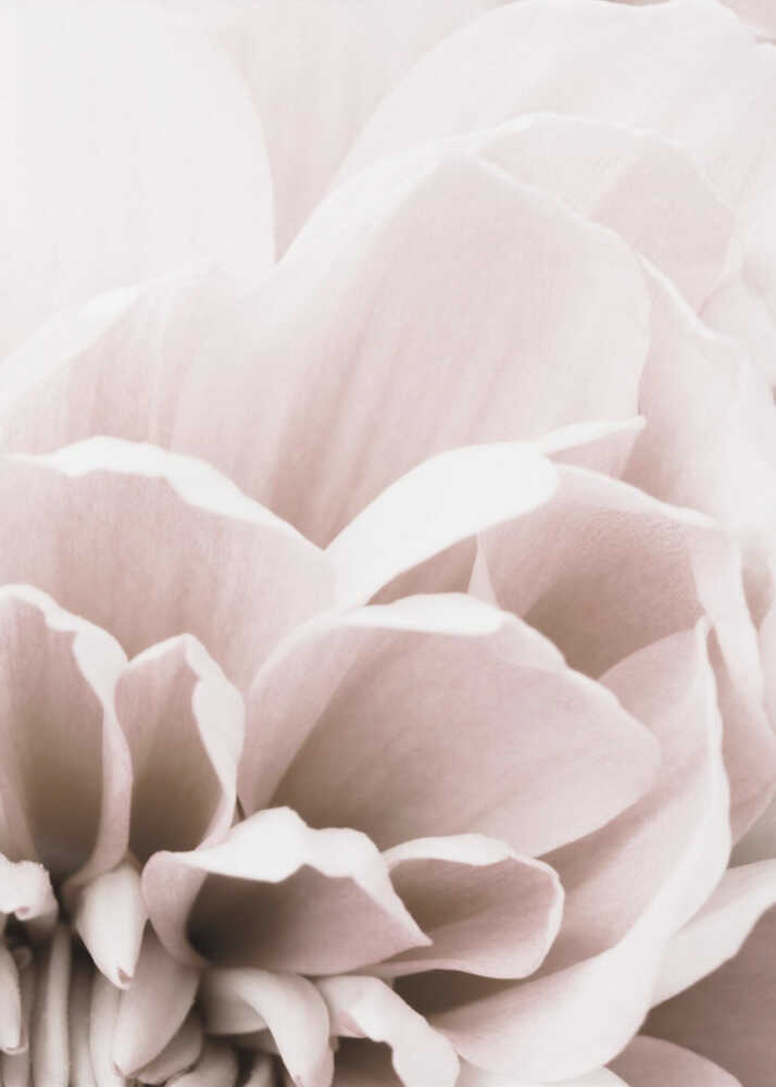 Chrysanthemum No 07 | Canvas