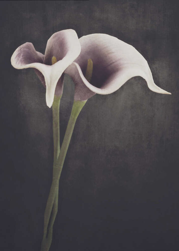 Verbunden | Leinwand