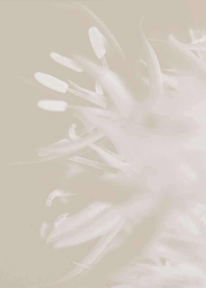 Fleur Beige_1 | Affiche