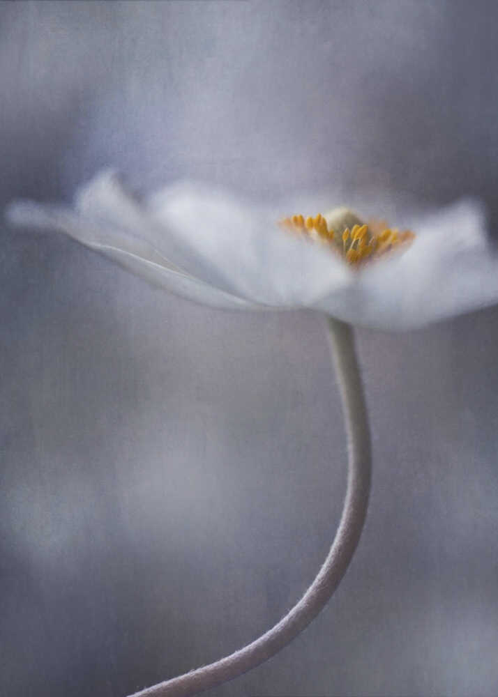 The Beauty Within | Canvas