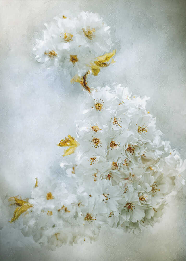 Kirschblüten | Poster