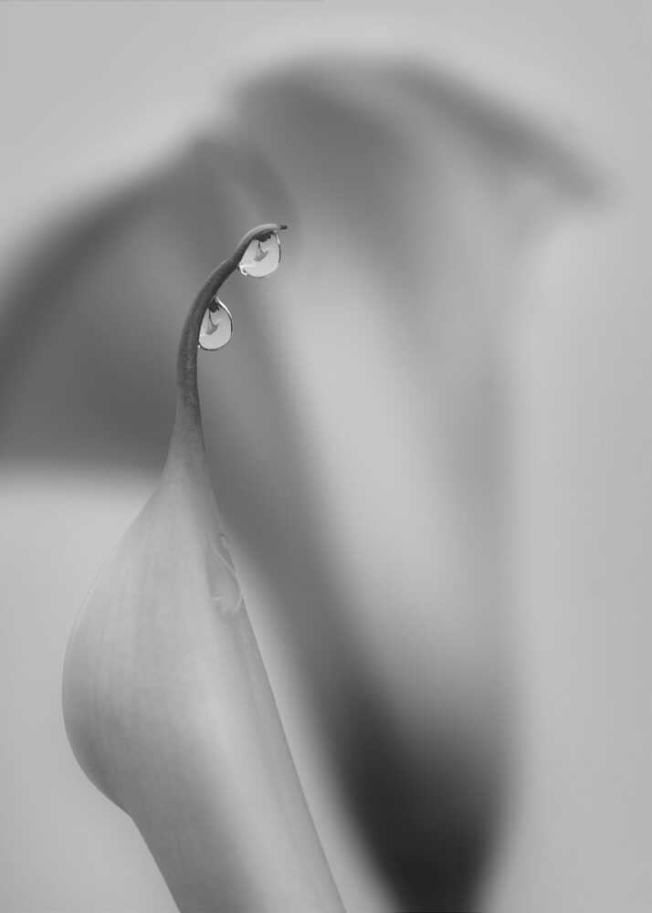 Zwei Tropfen | Leinwand