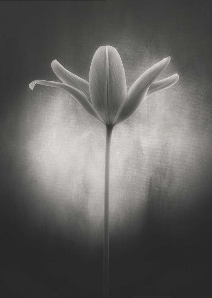 Tulpe in Schwarz-Weiß | Leinwand