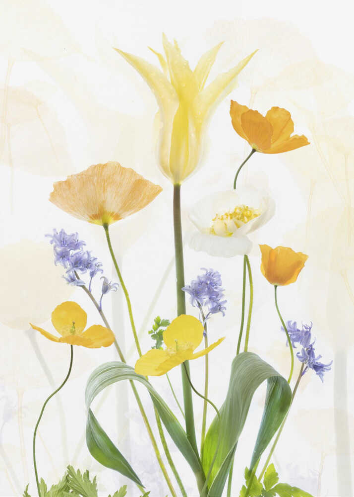 Frühlingsglanz | Leinwand