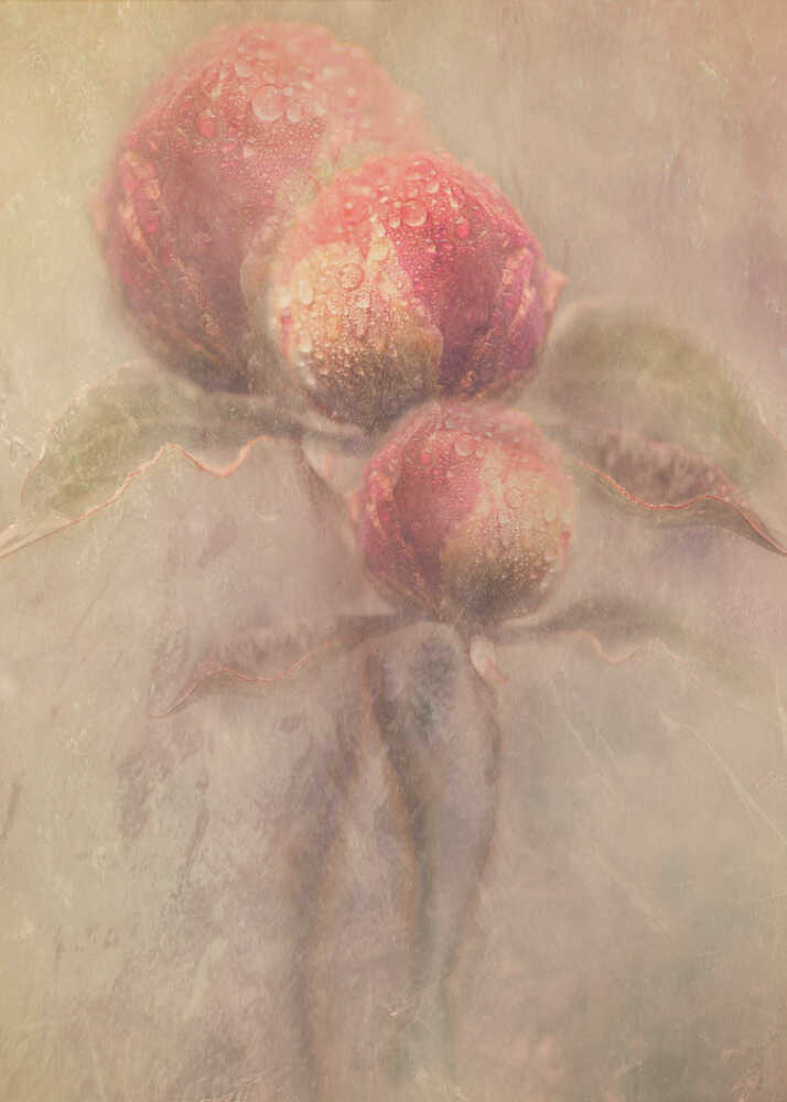 Pfingstrosen | Leinwand