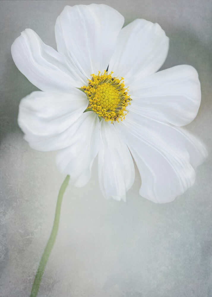 Weiße Calliopsis | Leinwand