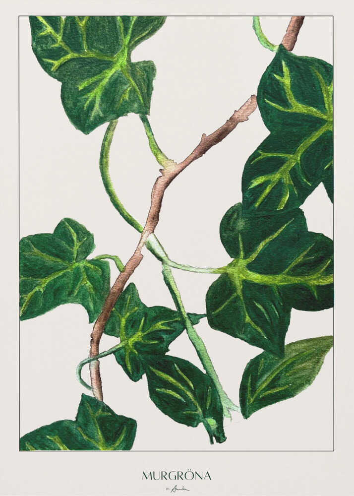 Murgröna | Poster