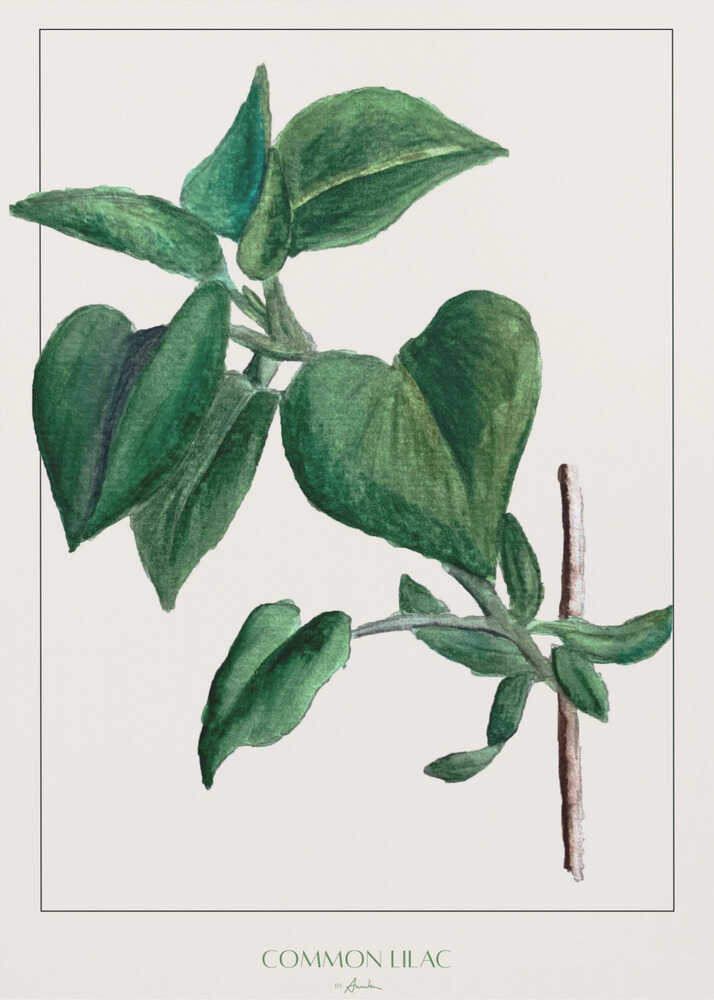Gemeiner Flieder | Poster