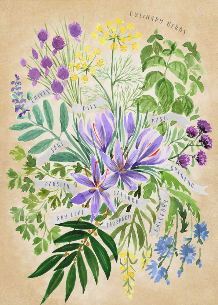 Herbes culinaires en sépia vintage | Affiche