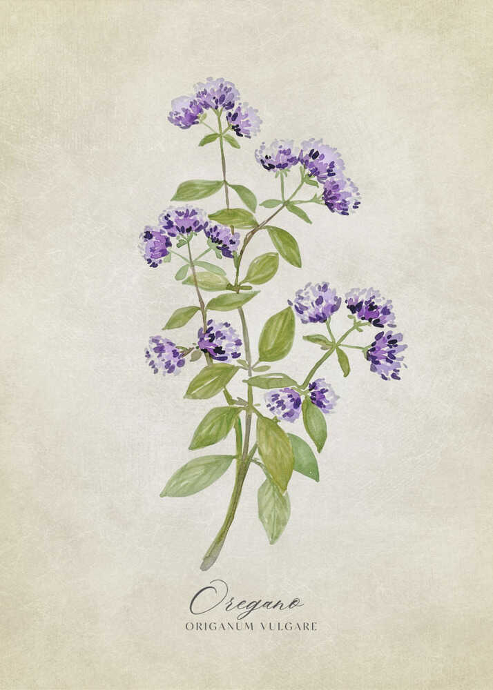 Vintage-Oregano | Poster