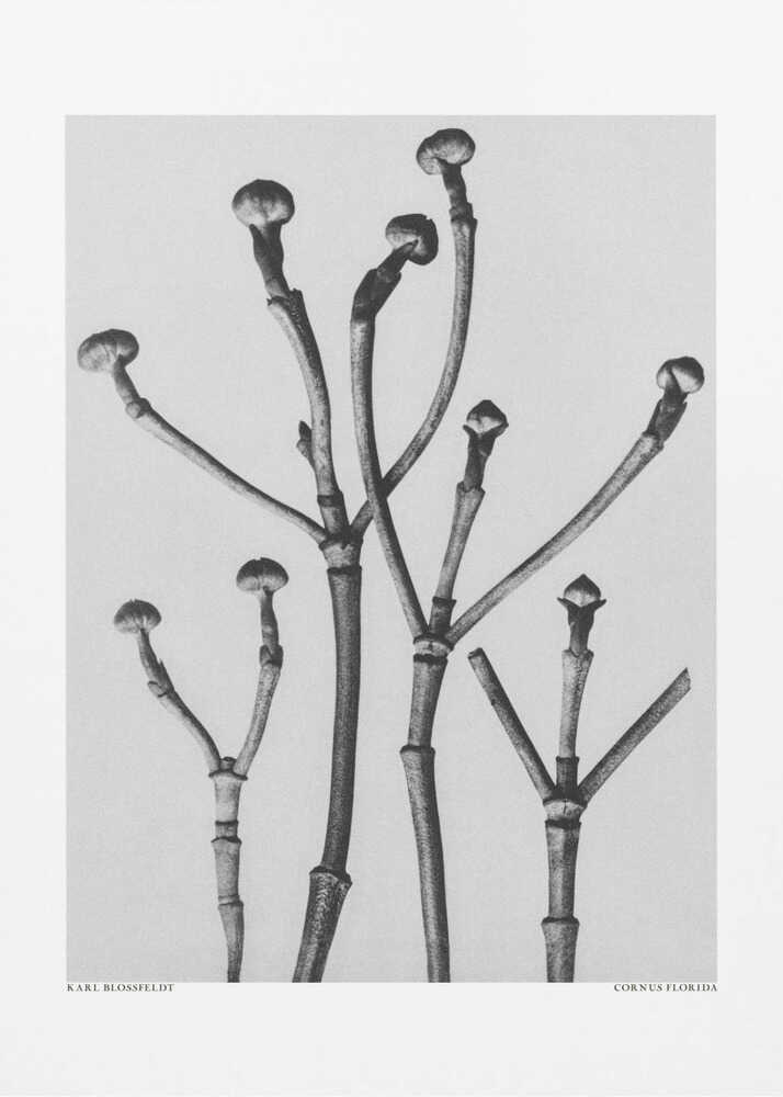 Cornus Florida | Canvas