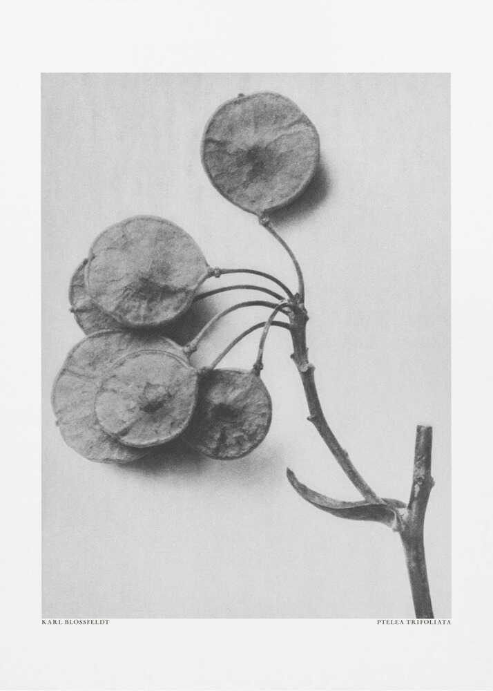 Ptelea Trifoliata | Canvas