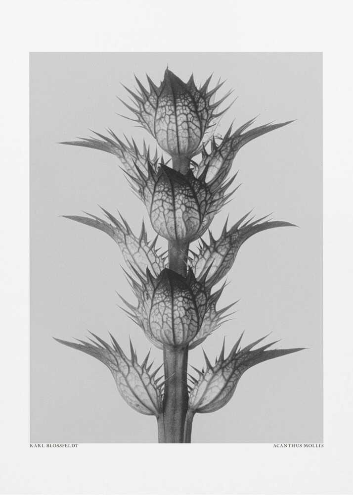 Acanthus mollis | Leinwand