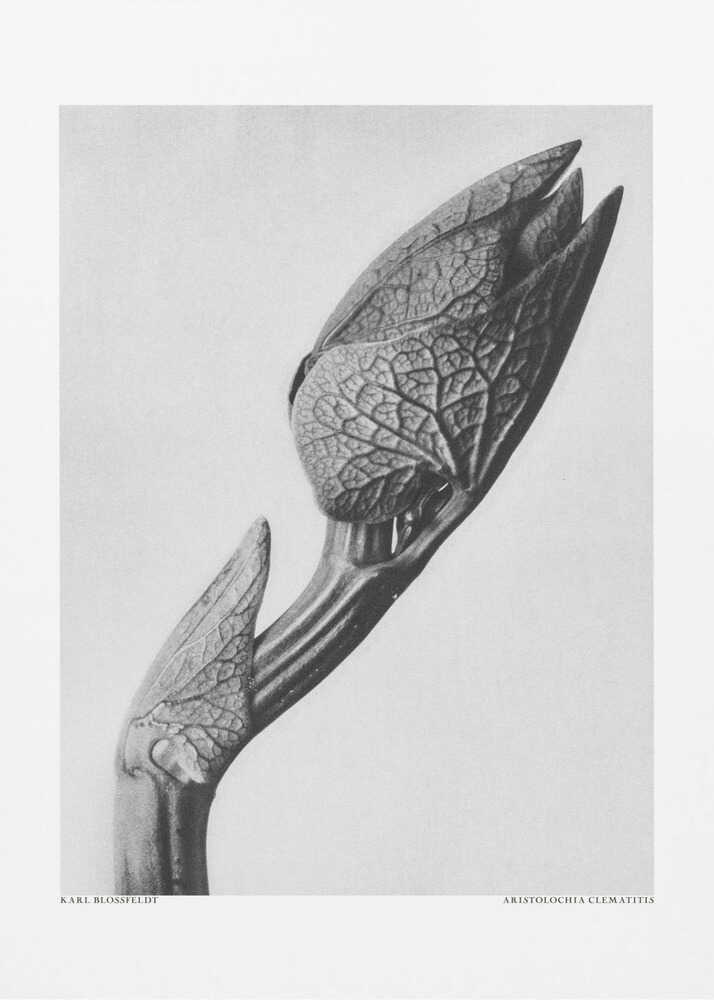 Aristolochia clematitis | Leinwand