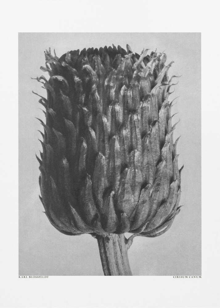 Cirsium Canum (Thistle) | Poster