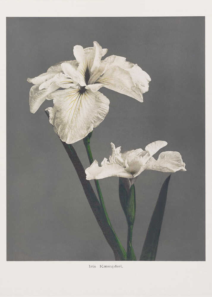 Iris Kæmpferi | Leinwand