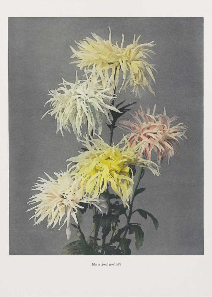 Nami–chi–dori | Leinwand