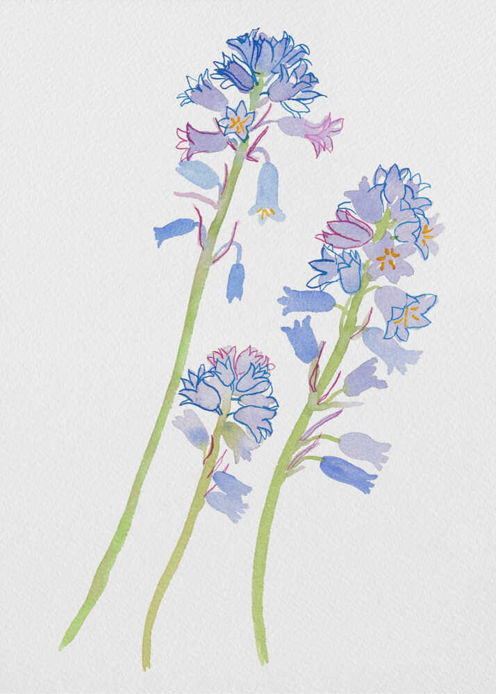 Spanish bluebell or Hyacinthoides hispanica botanical painting | Poster